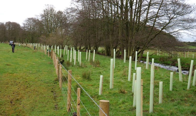 A wooden and wire fence runs parallel with a narrow watercourse, separated by a wide buffer strip planted with saplings, staked and protected by green tree guards.
