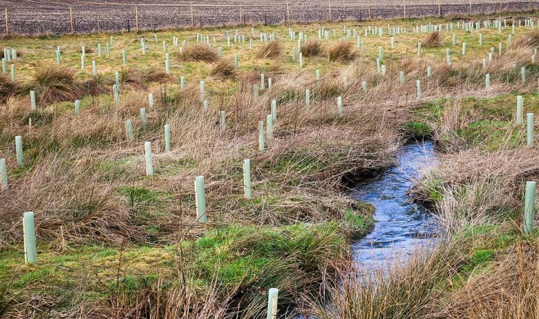 A narrow meandering watercourse runs through grass and sedge rich scrub, covered in saplings, staked and protected with green tree guards.