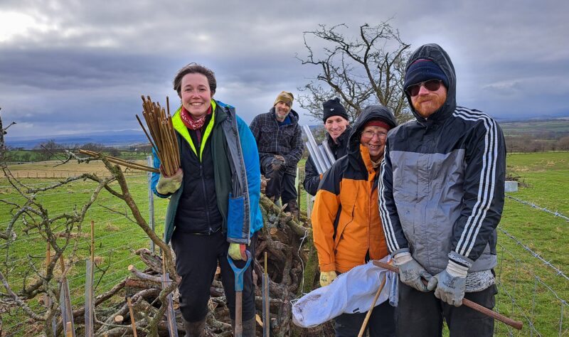 A group of hedge laying volunteers are posing for a photograph stood amid a newly laid section of hedge, replete with saplings, stakes and tree guards.