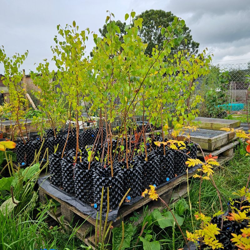 Tree saplings in leaf in plastic pots sitting on wooden palettes.