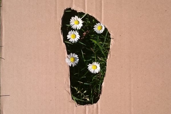 The shape of a footprint is cut out of cardboard to create a foot shaped hole which is then placed over grass and daisies.