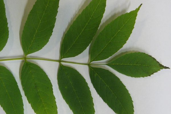 Close up of green leaf on white background.