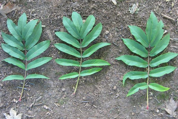 Close up of three leaves placed next to each other on muddy ground.