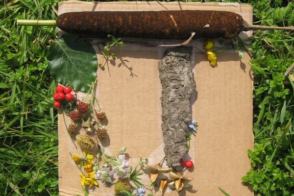 The letter J created using flower heads, bark and a bullrush head. Placed on cardboard and laid on grass.