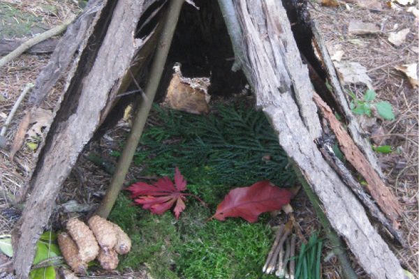 An outdoor wooden shelter. Branches leant together to create a tent shape and floor covered in soft fir tree fronds.