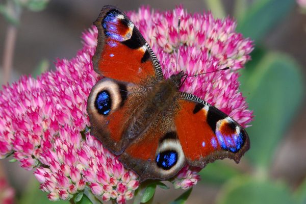 Peacock butterfly resting on a pink flower.