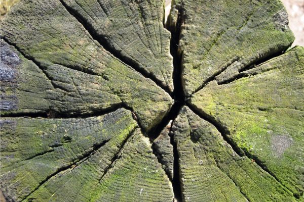Close up view of a cross section of tree trunk cracked and dried out and turning green with moss and algae.