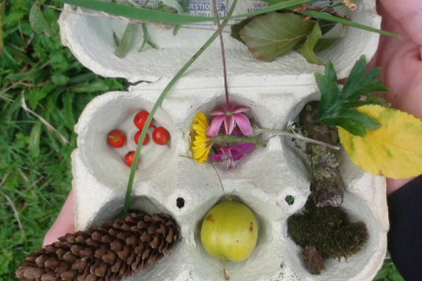 Close up view of an open cardboard egg box with spaces inside filled with a fir cone, apple, red berries, bark, seed cases and leaves.