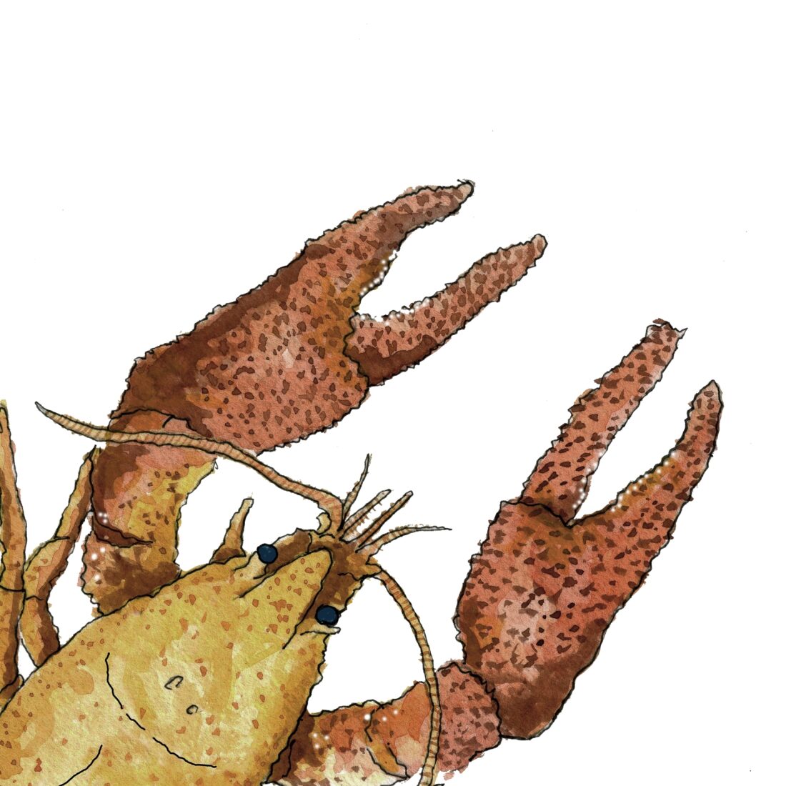 Ink and coloured illustration of White clawed crayfish.
