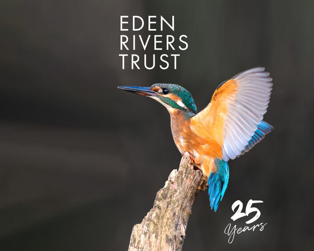 A blue and orange kingfisher sits on a gnarled branch. It's wings are spread as if it's ready to fly. Words say Eden Rivers Trust 25 years.