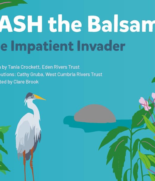 Cover of Bash the Balsam book with pink flowers, water and a grey heron