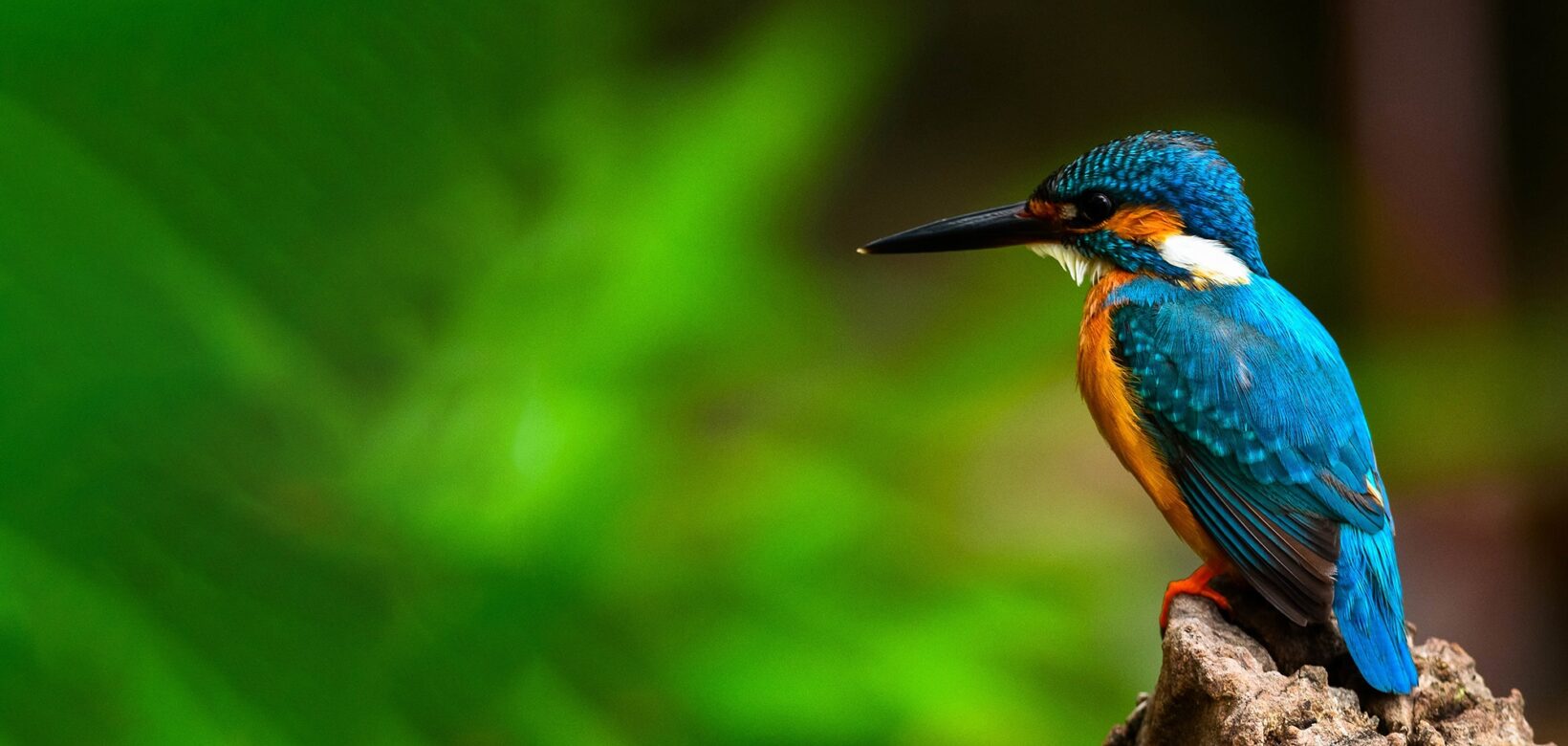 Kingfisher sat on tree stump.