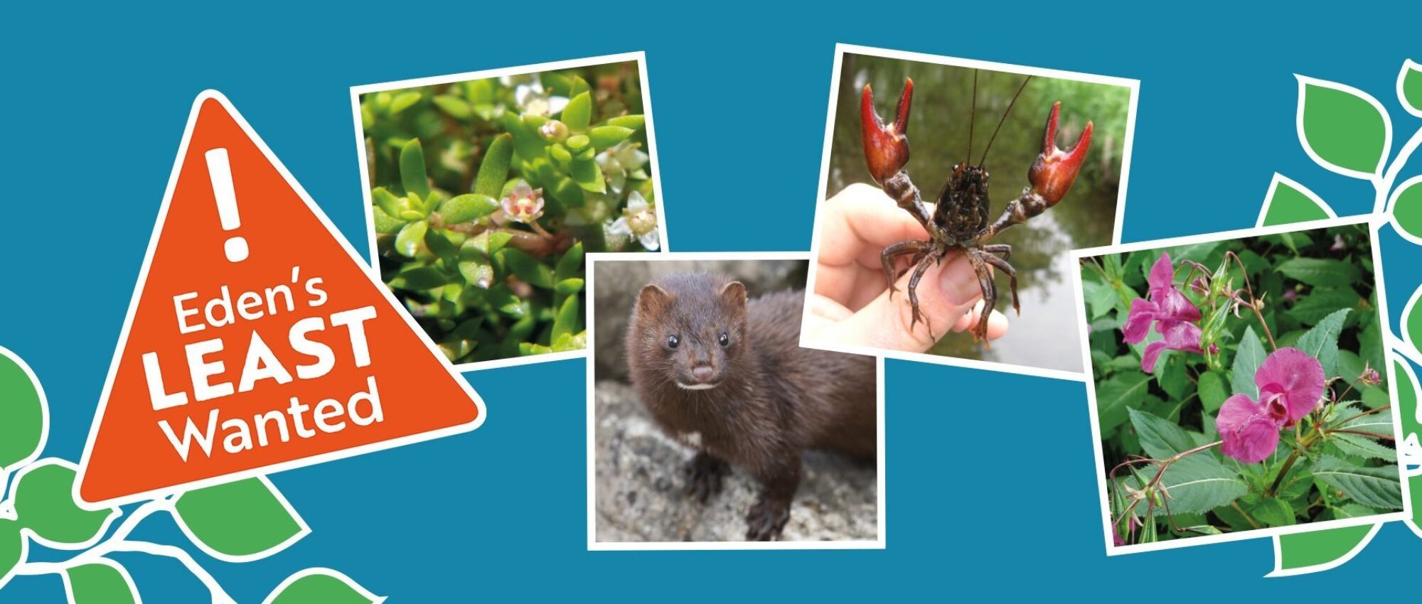 Graphic banner depicting common Invasive Non Native Species in the Eden catchment. Wording on the banner reads: Eden's least wanted.