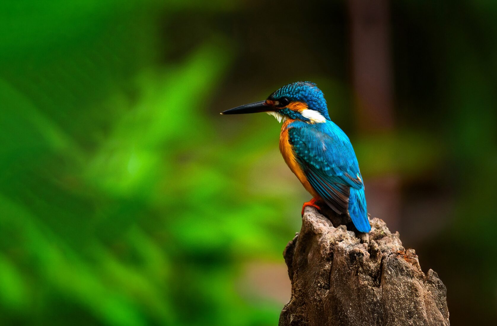 Kingfisher sat on tree stump.