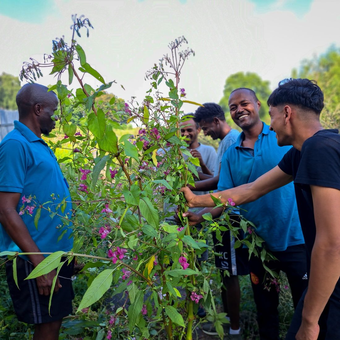 A group of volunteers with balsam plants in flower.