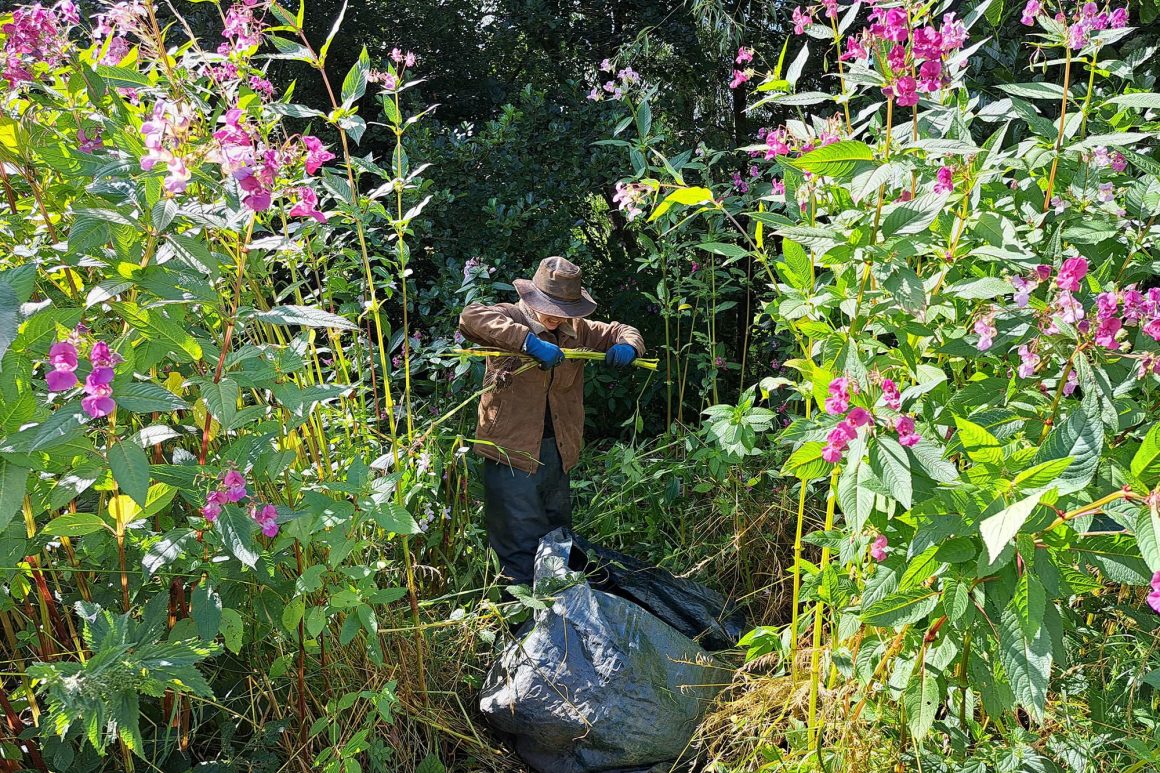 A person is wringing some Himalayan balsam stems between their hands. A big patch of Himalayan Balsam towers over them as they do it.