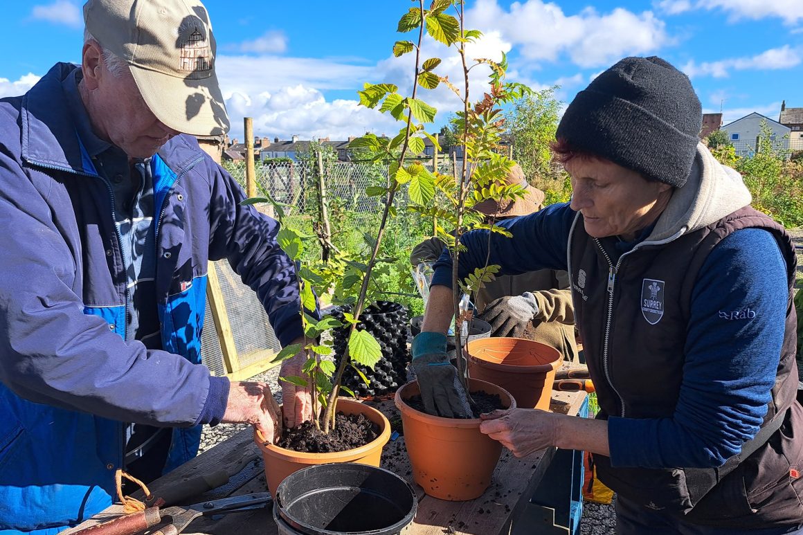 A man and a woman are standing at a table and planting young tree saplings in terracotta pots.