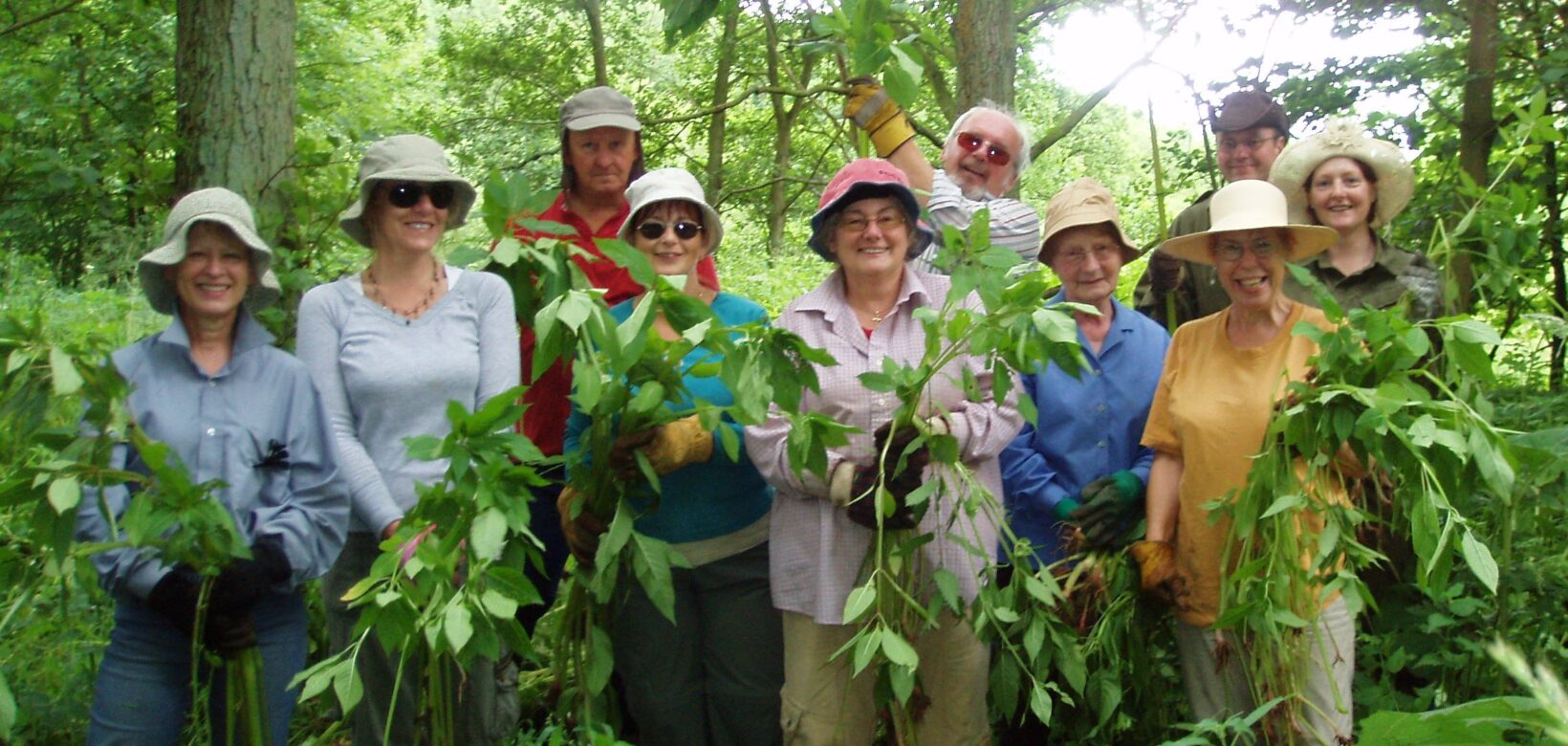 Group of volunteers posing in woodland for an image each holding a large uprooted Himalayan balsam plant.