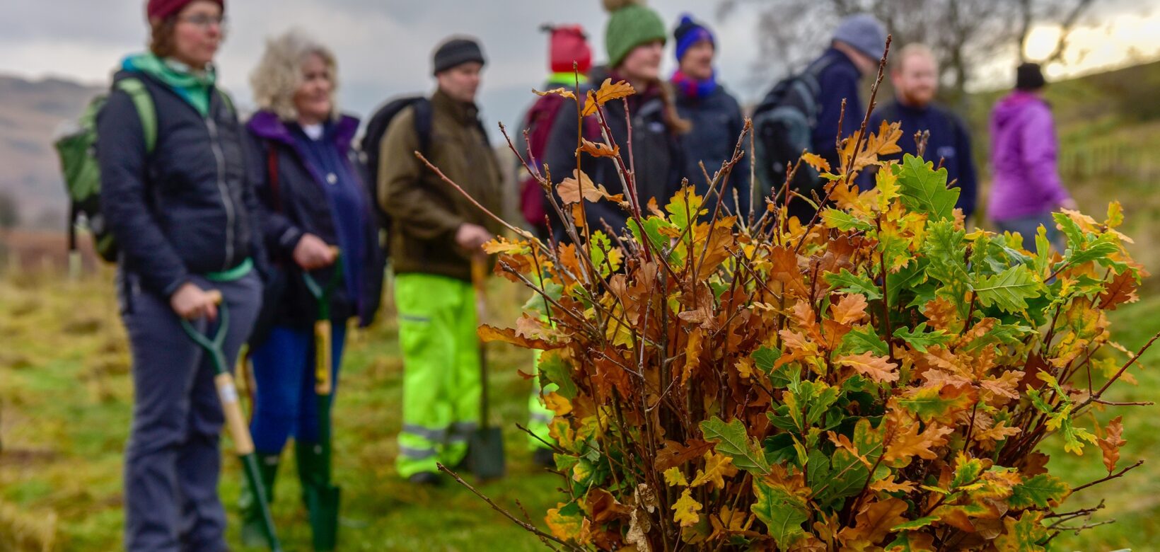 Volunteers pictures in background with a bag of saplings ready for planting in foreground in focus.