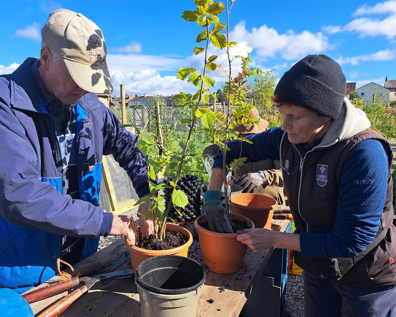 A man and a woman are standing at a table and planting young tree saplings in terracotta pots.