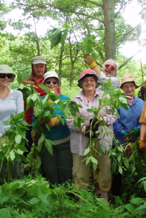 Group of volunteers posing in woodland for an image each holding a large uprooted Himalayan balsam plant.