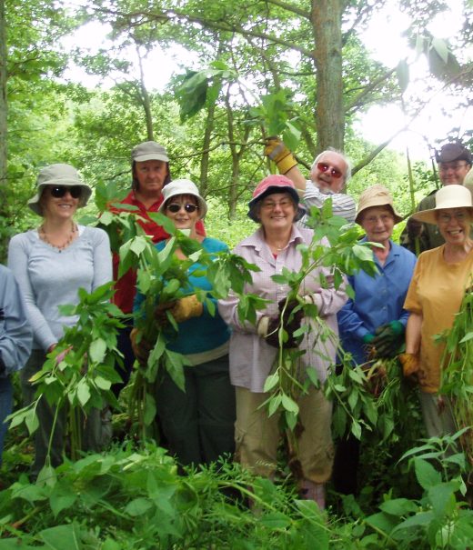 Group of volunteers posing in woodland for an image each holding a large uprooted Himalayan balsam plant.