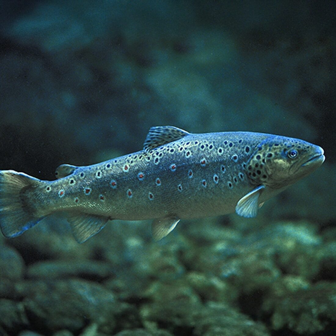 Photograph of a brown trout swimming in clear water above river bed.