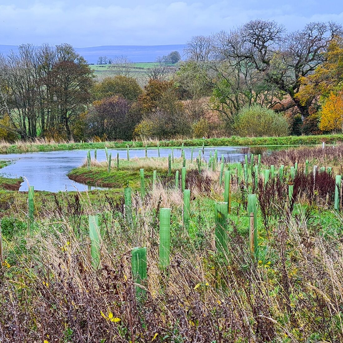 Riparian planting of saplings in tree tubes long the banks of a meandering watercourse.