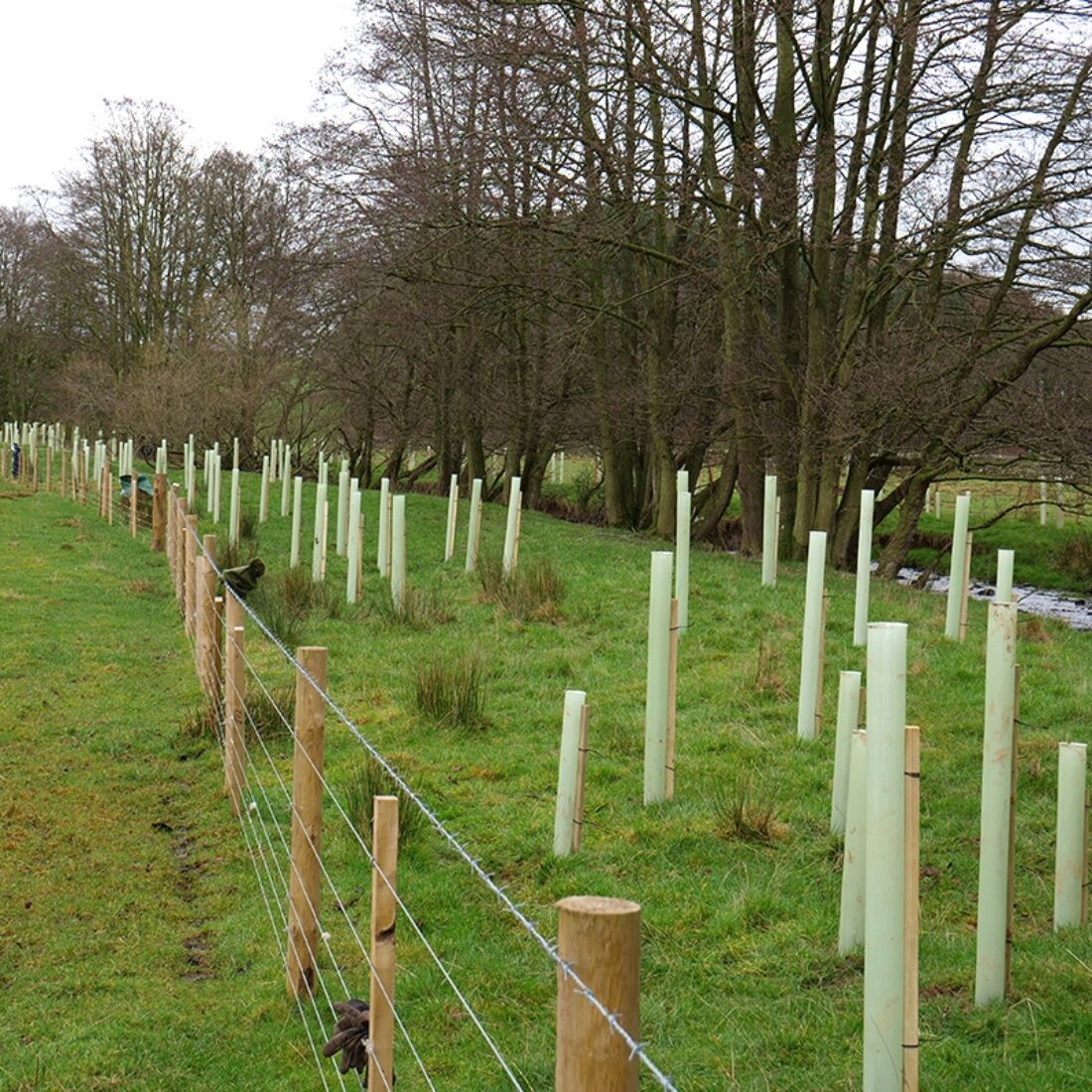 Wooden fencing and a stand of saplings in tree tubes along the bank of a watercourse.