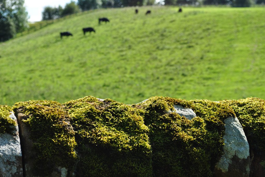 Dry stone wall and cows in the field