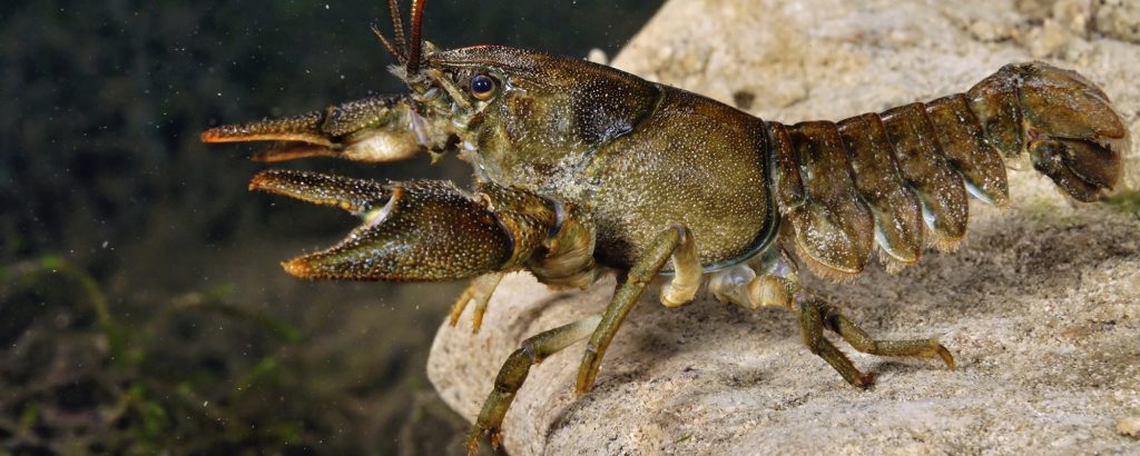 White-clawed crayfish in Eden, Cumbria by LPitkin