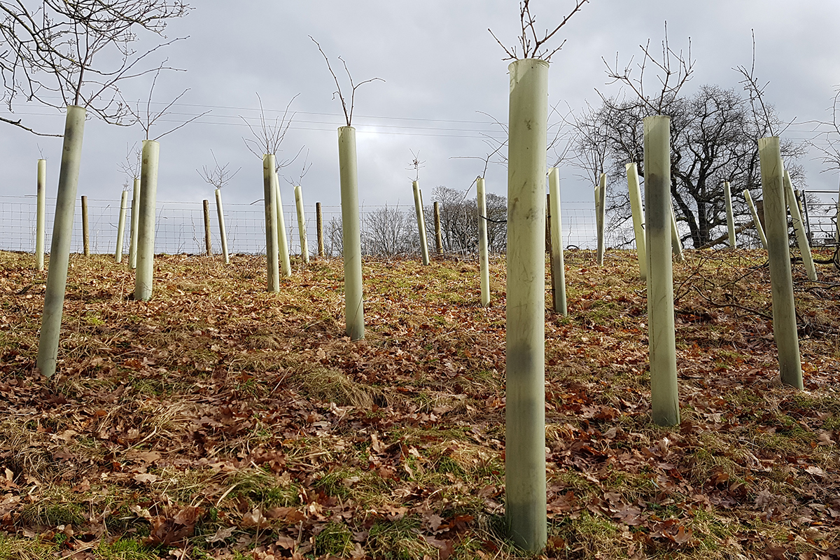 Group of saplings in tree tubes on a hillside