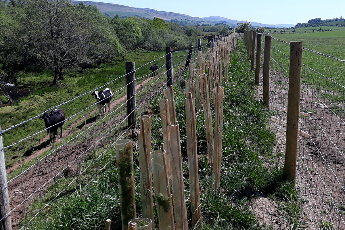 saplings in tree tubes in a line to make a hedge