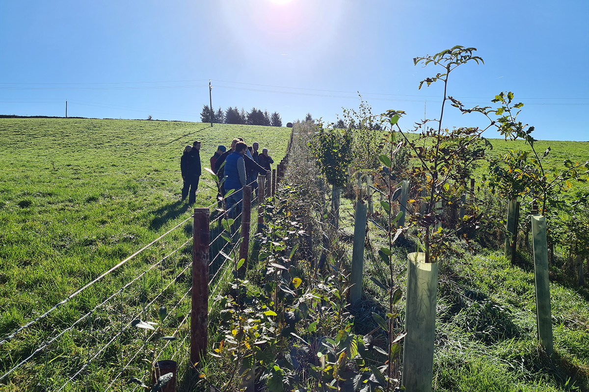 a group of people looking at a hedge planted behind a barbed wire fence