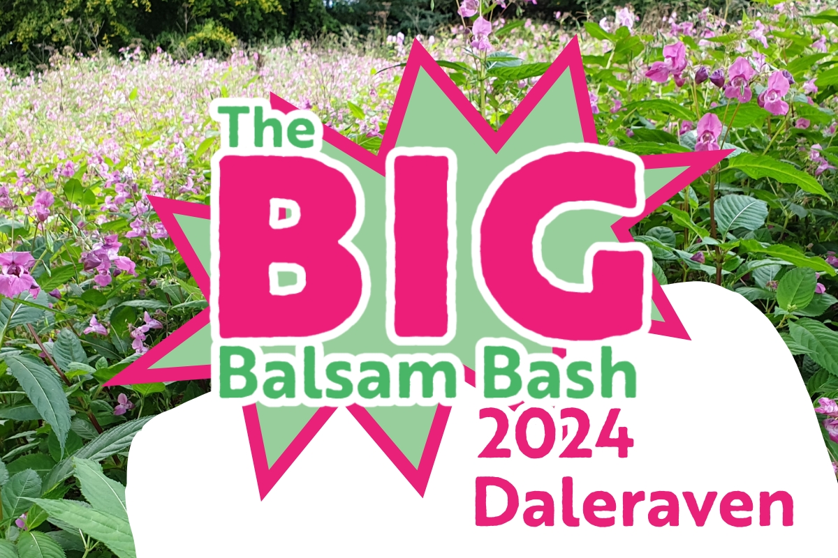 Big Balsam Bash Daleraven Bridge