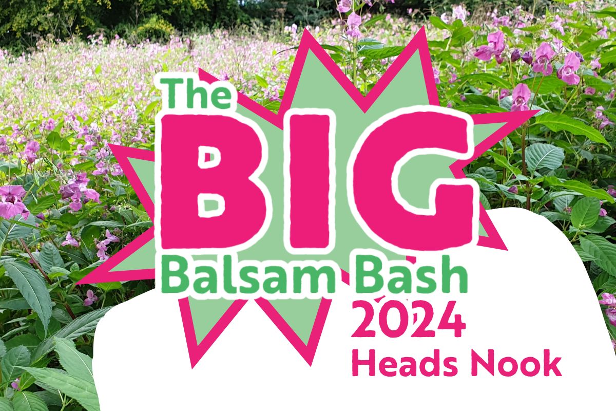 Big Balsam Bash Heads Nook