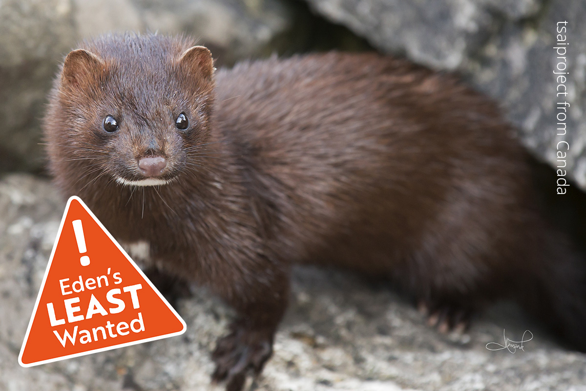 An American mink is standing on a rock, looking towards the camera. It has a brown body with a white tuft of hair under its chin.