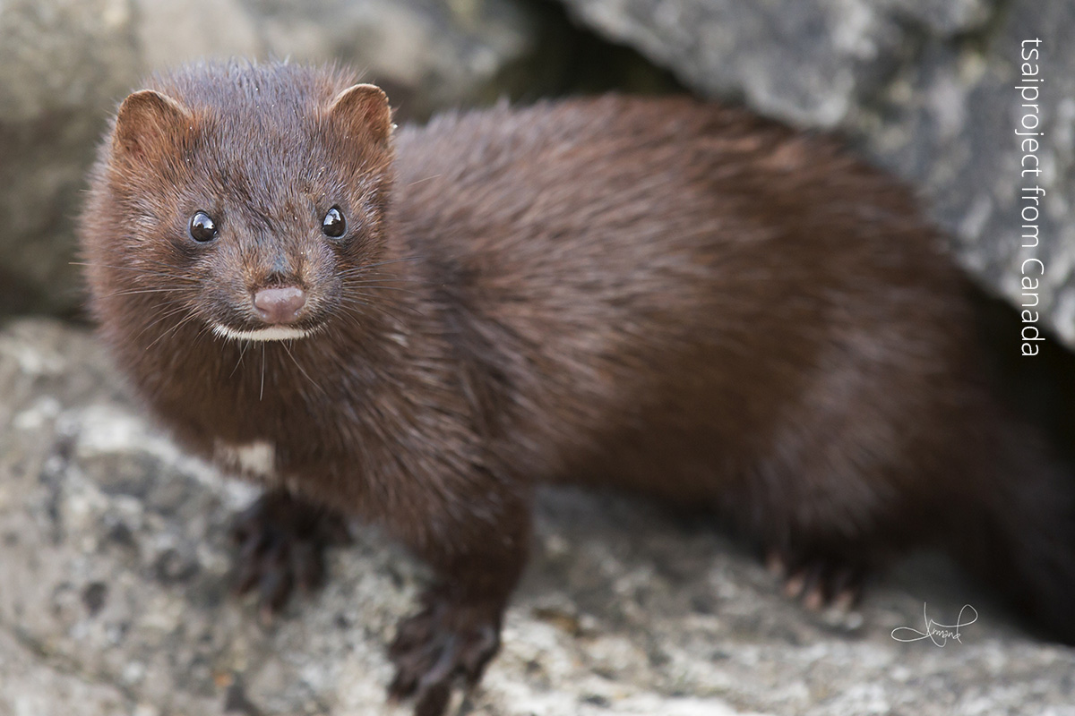 An American mink is standing on a rock, looking towards the camera. It has a brown body with a white tuft of hair under its chin.