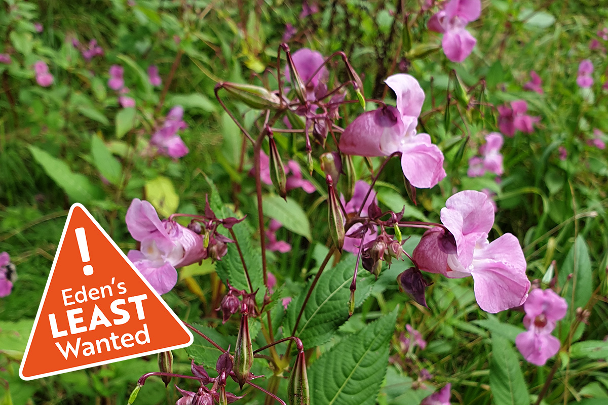 A Himalayan balsam plant with lots of pink, bell-shaped flowers and seed heads.