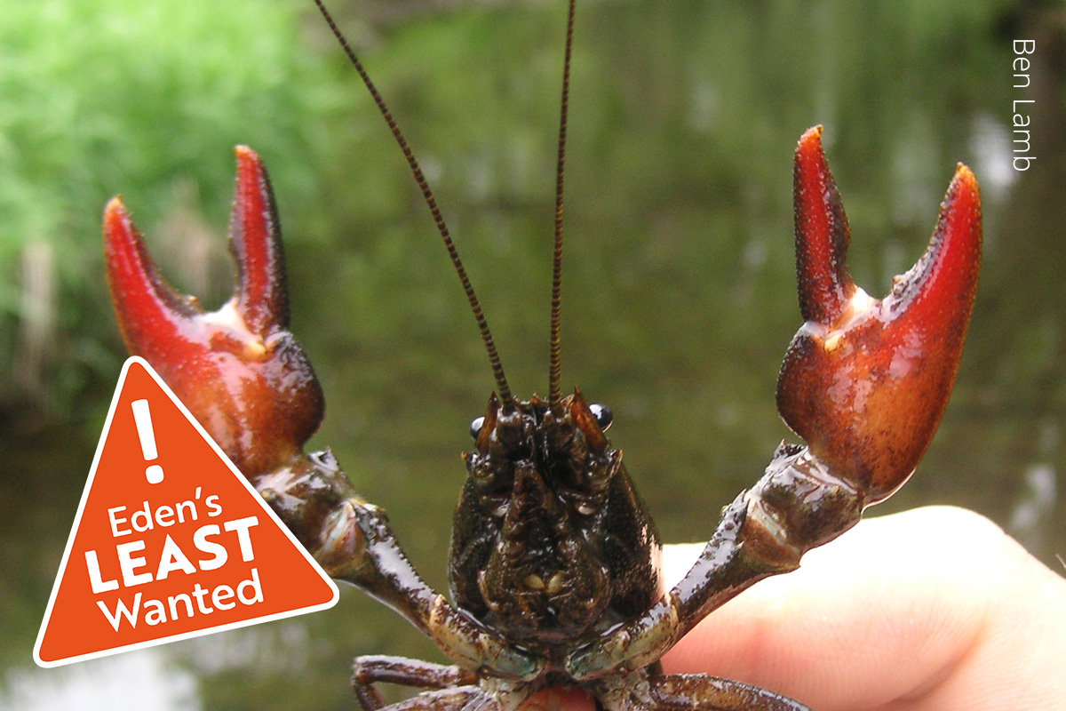 A Signal crayfish is held lightly between a thumb and forefinger. It's red claws are splayed outwards.