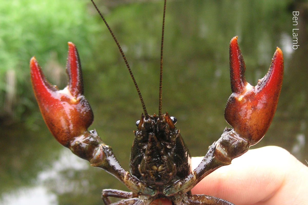 A Signal crayfish is held lightly between a thumb and forefinger. It's red claws are splayed outwards.