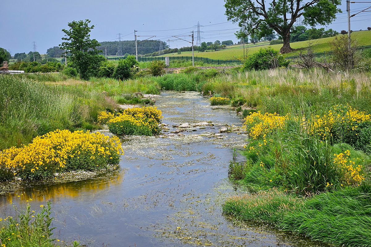 meandering river with yellow wildflowers along the banks. Can also see stones in the riverbed, making a riffle.