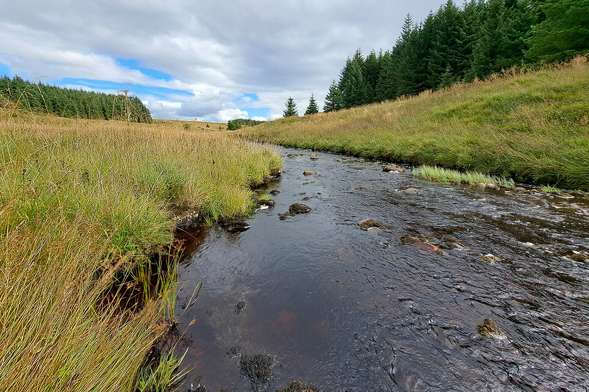 Gentle slopes lead down to water flowing in a shallow stream. IN the background can see a small forest of conifers