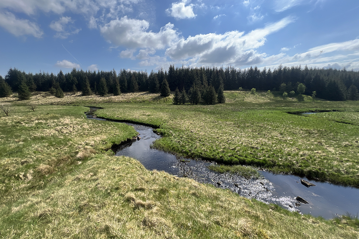 stream meanders across the landscape. In the background can see a forest of conifers pointing up towards a blue sky with clouds adding drama to the scene.