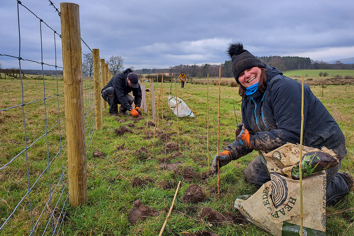 A volunteer smiles at the camera as she plants a tree whip (stick) in the ground.