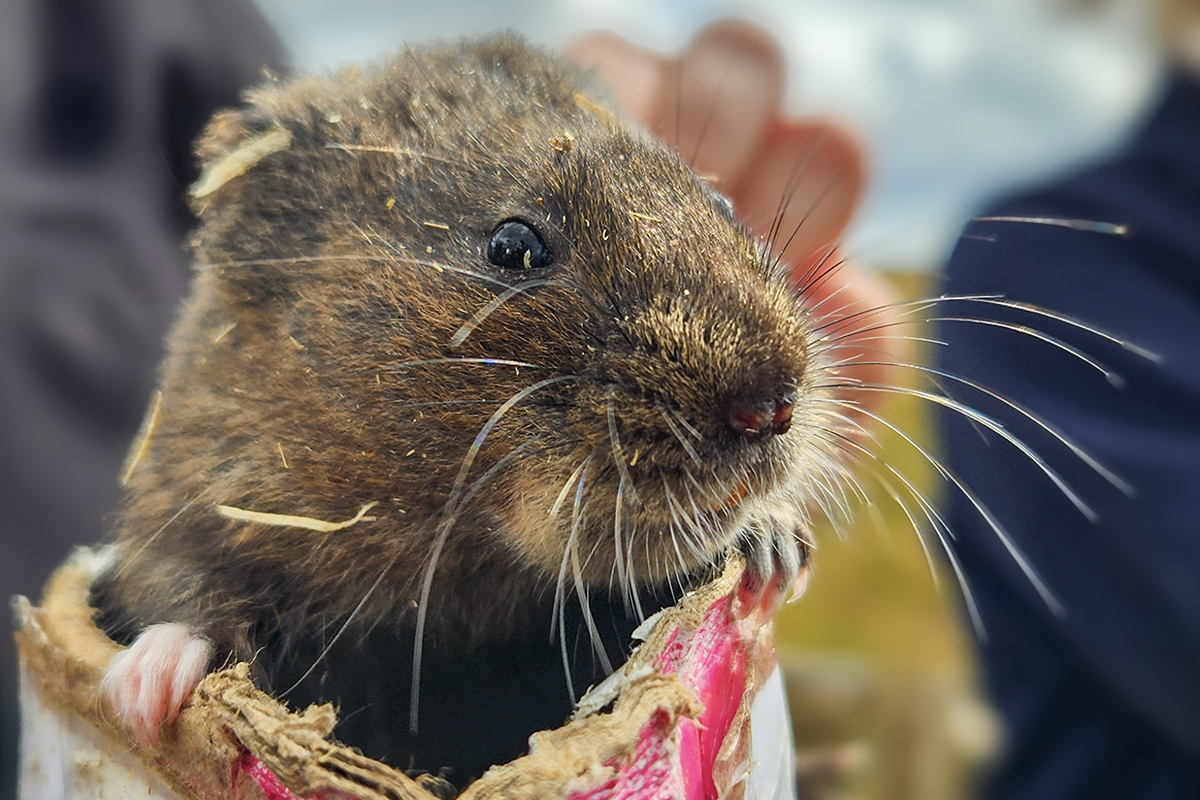 a water vole peeping out of a crisps tube