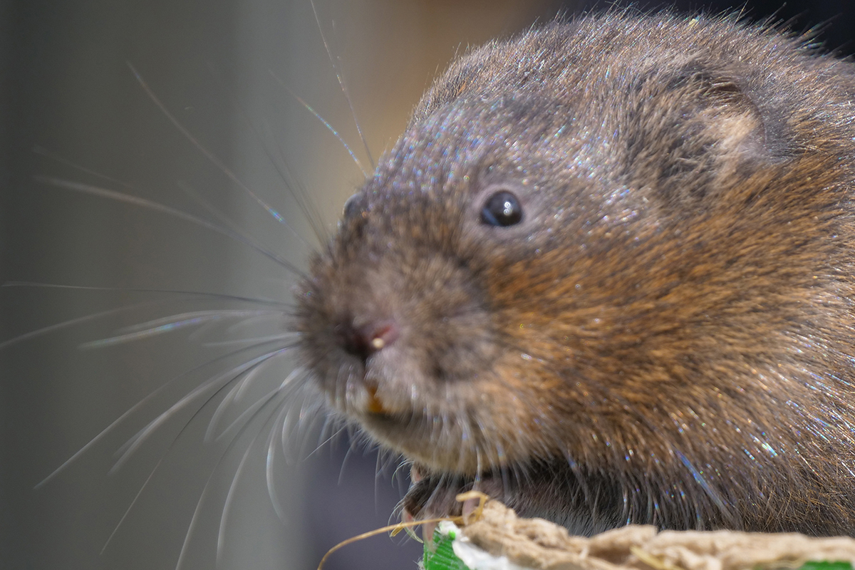 side view of a water vole